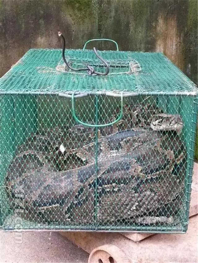 惠州惊现重达50斤大蟒蛇！