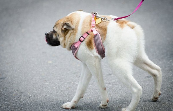 她捡到了一只严重畸形的狗狗，就连兽医都觉得它应该被安乐死