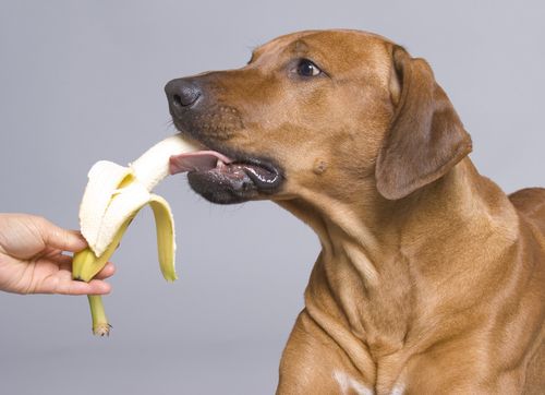 葡萄—狗狗不能吃的水果！