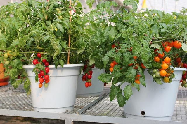 家庭阳台种盆栽蔬菜最最重要的是什么？