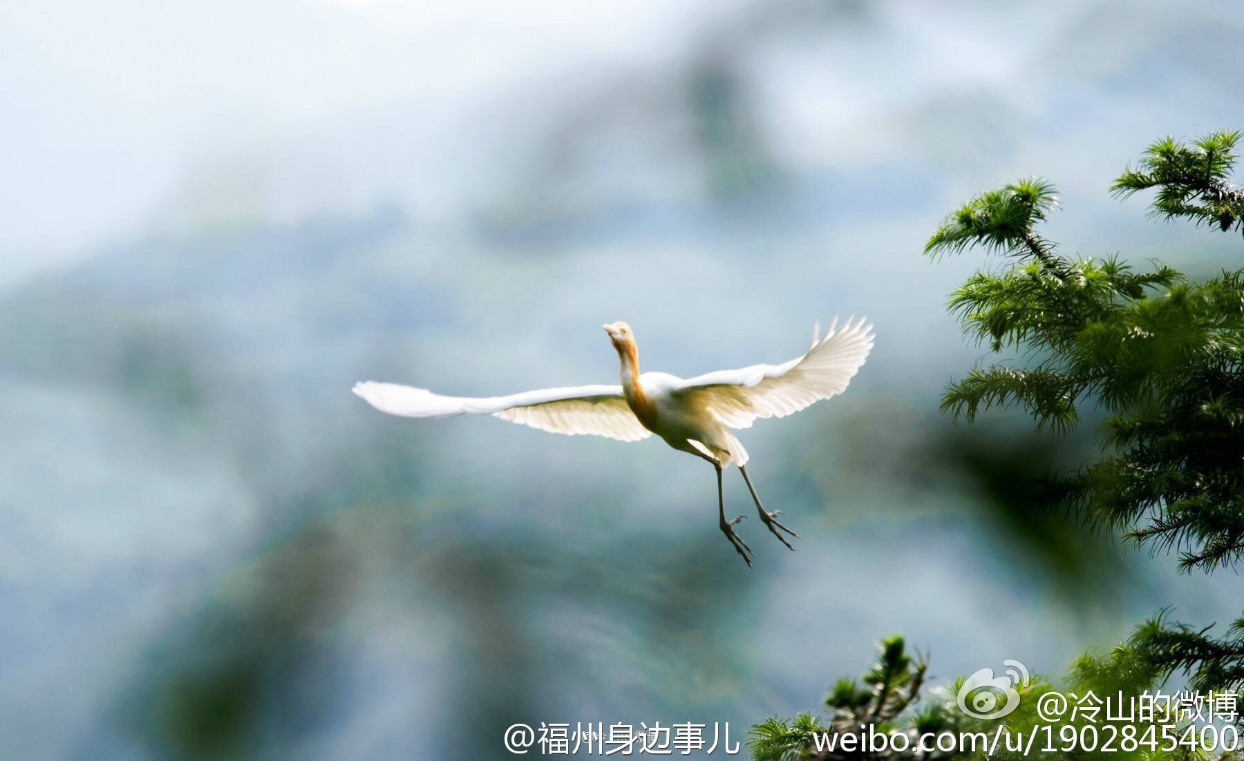 连江东湖鸟的天堂