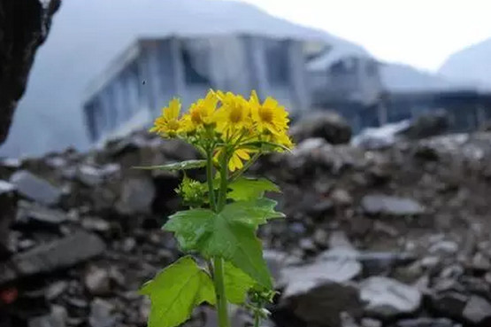 废墟上的鲜花