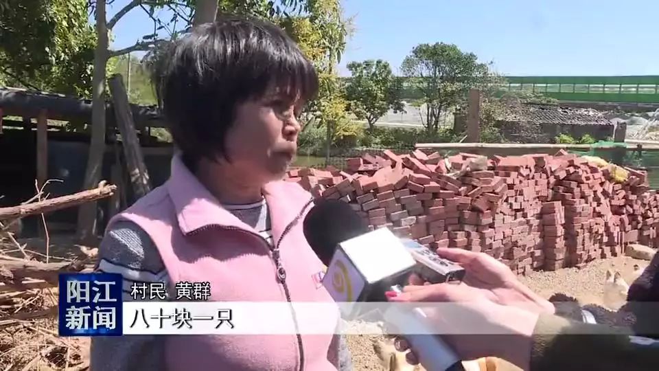 益生菌你知道？阳春这条村用它养鸡户均增收10000元！