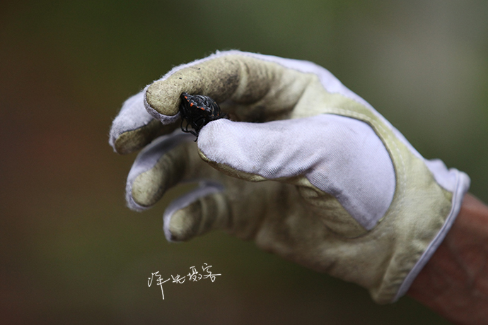 用蝉做美食,广州番禺出现职业捕蝉人