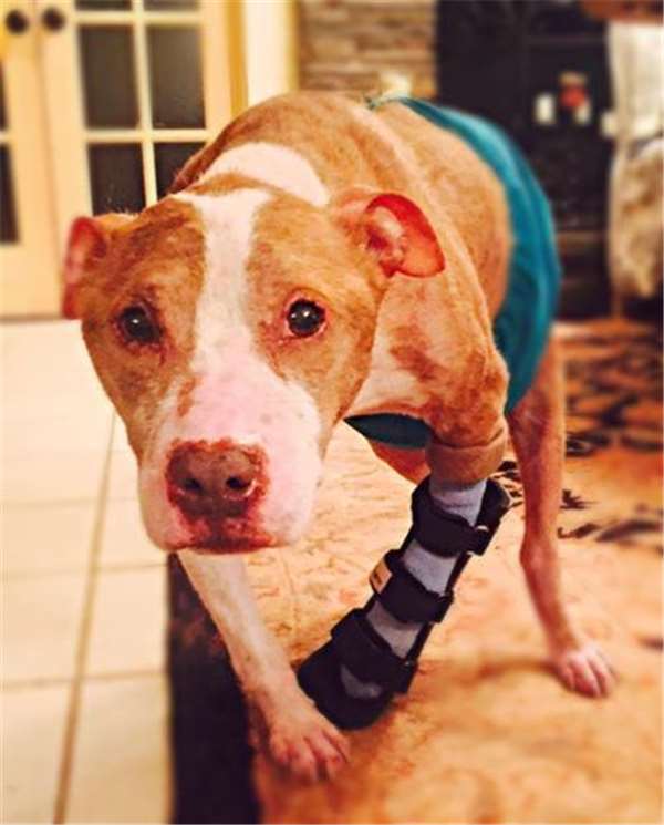 狗狗被发现时浑身是伤膀胱撕裂，没想到靠“这种疗法”把它救回！