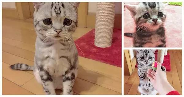 据说这只日本的猫是世界上最悲伤的猫
