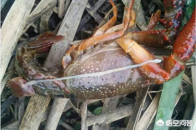 龙虾弧菌病是什么症状 龙虾得了弧菌病怎么治