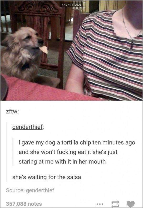 33張讓你開始相信“狗狗是世界上最搞笑動物”的呆萌爆笑狗狗