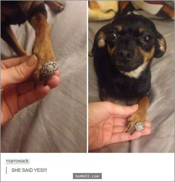 33張讓你開始相信“狗狗是世界上最搞笑動物”的呆萌爆笑狗狗