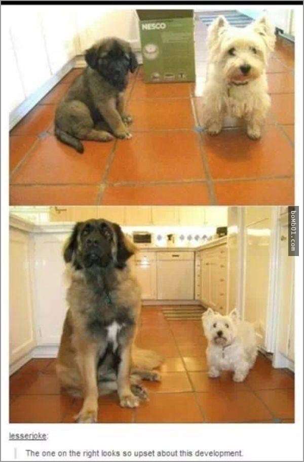 33張讓你開始相信“狗狗是世界上最搞笑動物”的呆萌爆笑狗狗