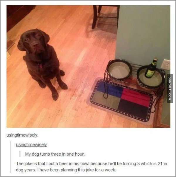 33張讓你開始相信“狗狗是世界上最搞笑動物”的呆萌爆笑狗狗