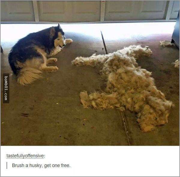 33張讓你開始相信“狗狗是世界上最搞笑動物”的呆萌爆笑狗狗