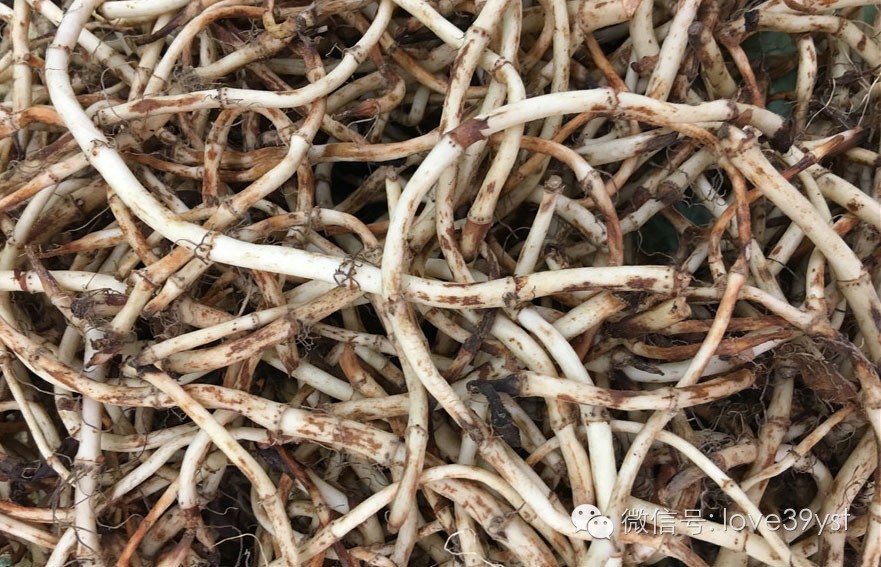 你觉得难吃的鱼腥草 居然是养生好帮手 别再挑食了
