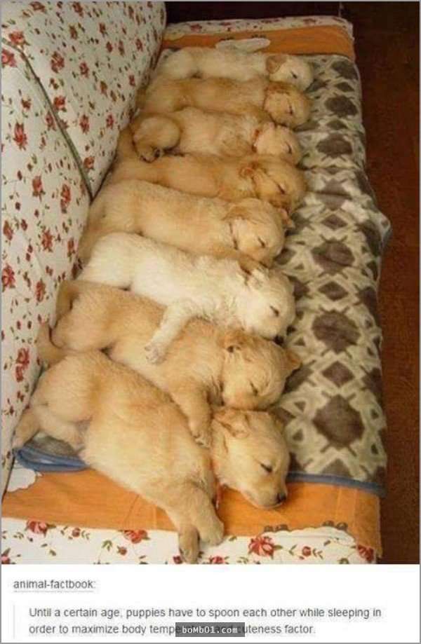 33張讓你開始相信“狗狗是世界上最搞笑動物”的呆萌爆笑狗狗