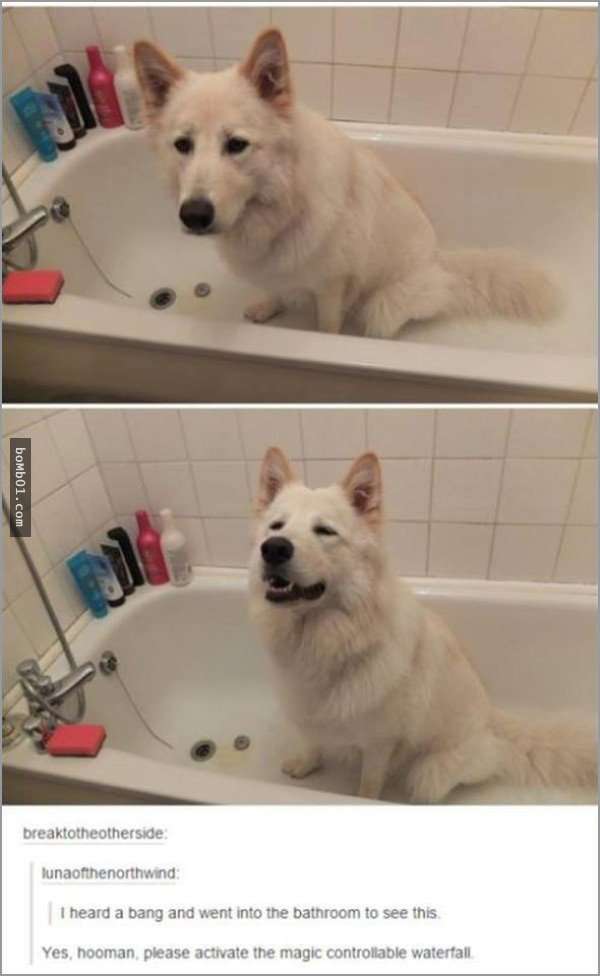 33張讓你開始相信“狗狗是世界上最搞笑動物”的呆萌爆笑狗狗