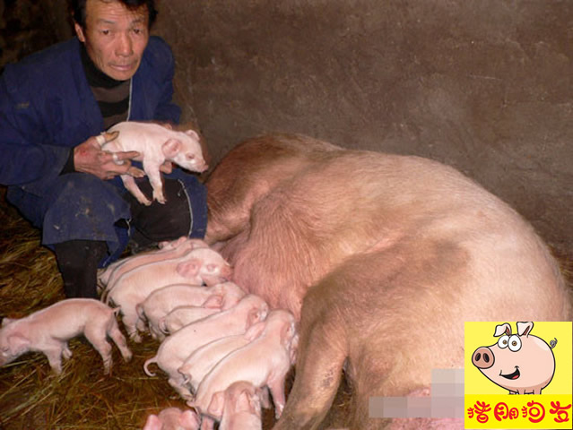 一个猪农的哭诉：不能养猪，拿什么养活我的家人