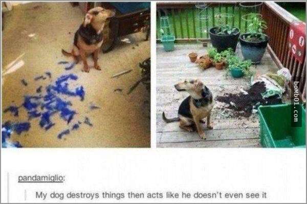 33張讓你開始相信“狗狗是世界上最搞笑動物”的呆萌爆笑狗狗