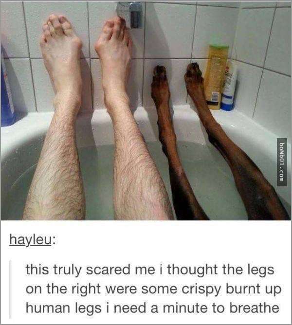 33張讓你開始相信“狗狗是世界上最搞笑動物”的呆萌爆笑狗狗