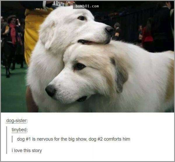 33張讓你開始相信“狗狗是世界上最搞笑動物”的呆萌爆笑狗狗