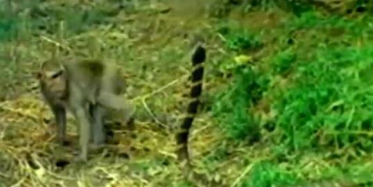 猴子作死挑衅眼镜王蛇，不知道这只蛇能不能摆脱头条的诅咒