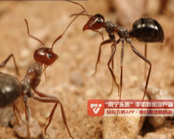 注意此蚁有毒，被咬就大件事了！严重的可能会危及生命！
