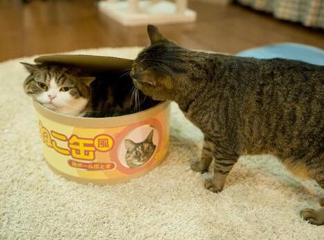 看到巨大猫罐头，猫咪好奇钻进去，其伙伴竟做出这事，让人笑疯！
