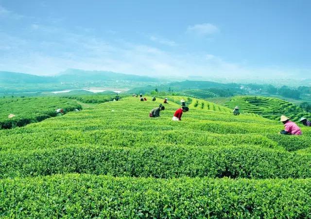 龙井茶师葛官华：人间天堂里的茶文化，西湖龙井