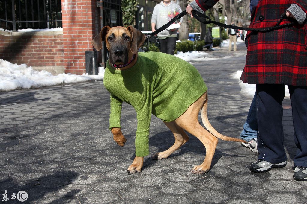 寒冬腊月的天，狗主人给自己的爱犬穿上时尚新潮的名牌防寒服