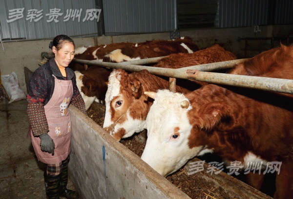 关岭月霞村：公司+农户，养牛致了富