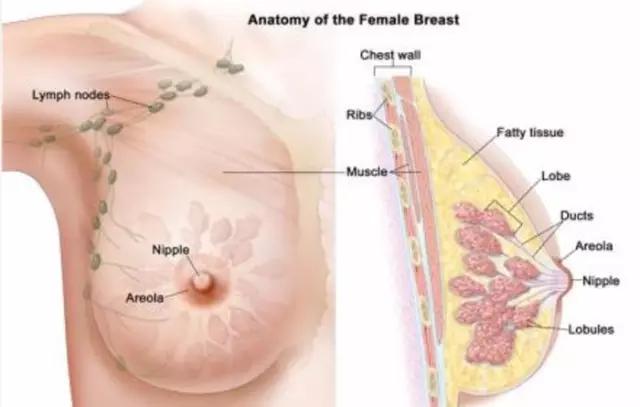 如看天书？教你看懂乳腺癌术后病理报告