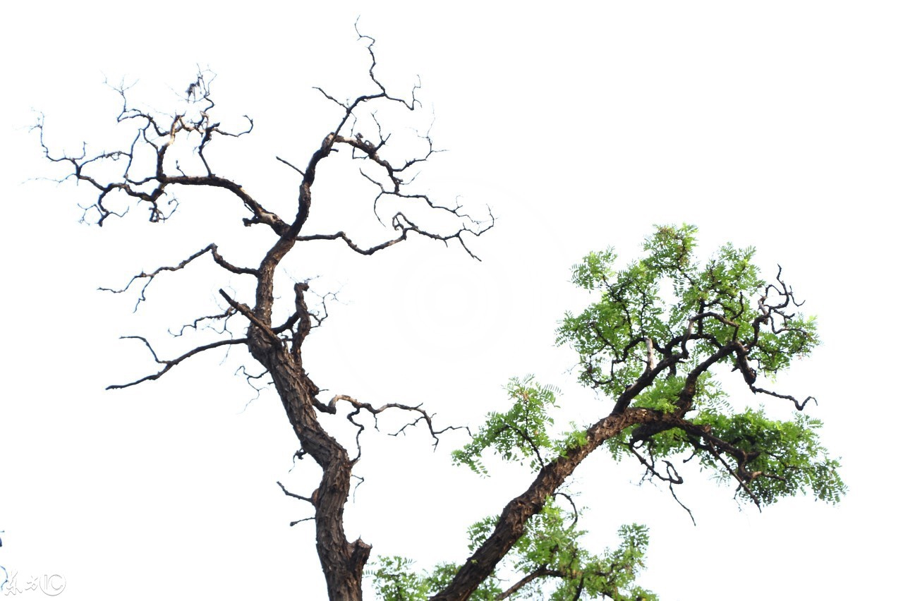 枯木逢春铁镜重磨是什么意思