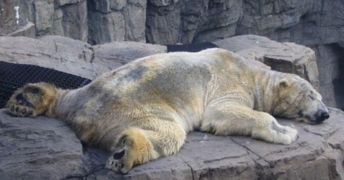 英媒称“世界最悲伤”北极熊在中国：关在广州商场里