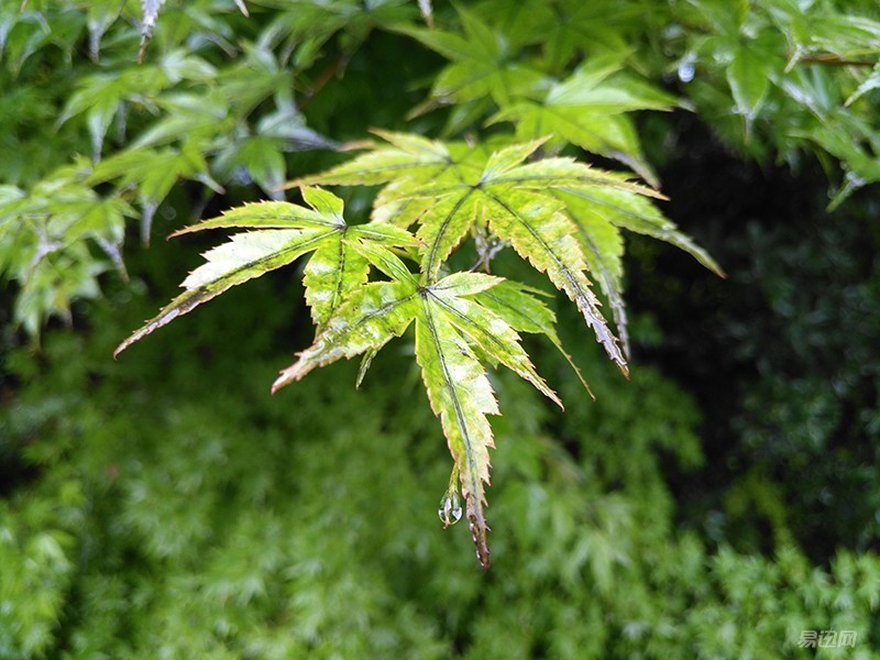 电信神机华为麦芒5来了，两大亮点看傻老美