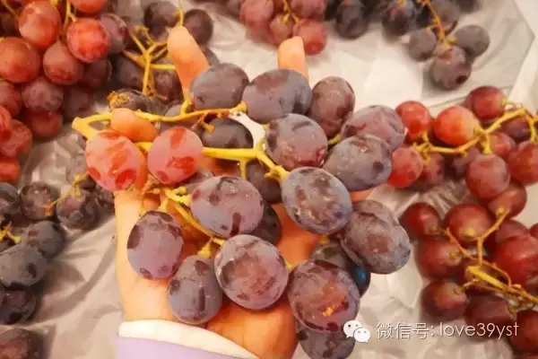 没想到葡萄功效居然这么强大 夏天就要多吃葡萄