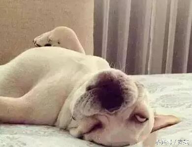 狗狗奇葩睡姿公開，呆萌好笑搞怪，有的還像大蝦，讓人哭笑不得！