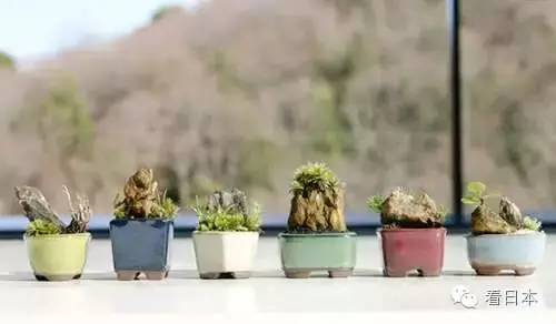 日本流行超小型盆栽，感觉瞬间被治愈了！