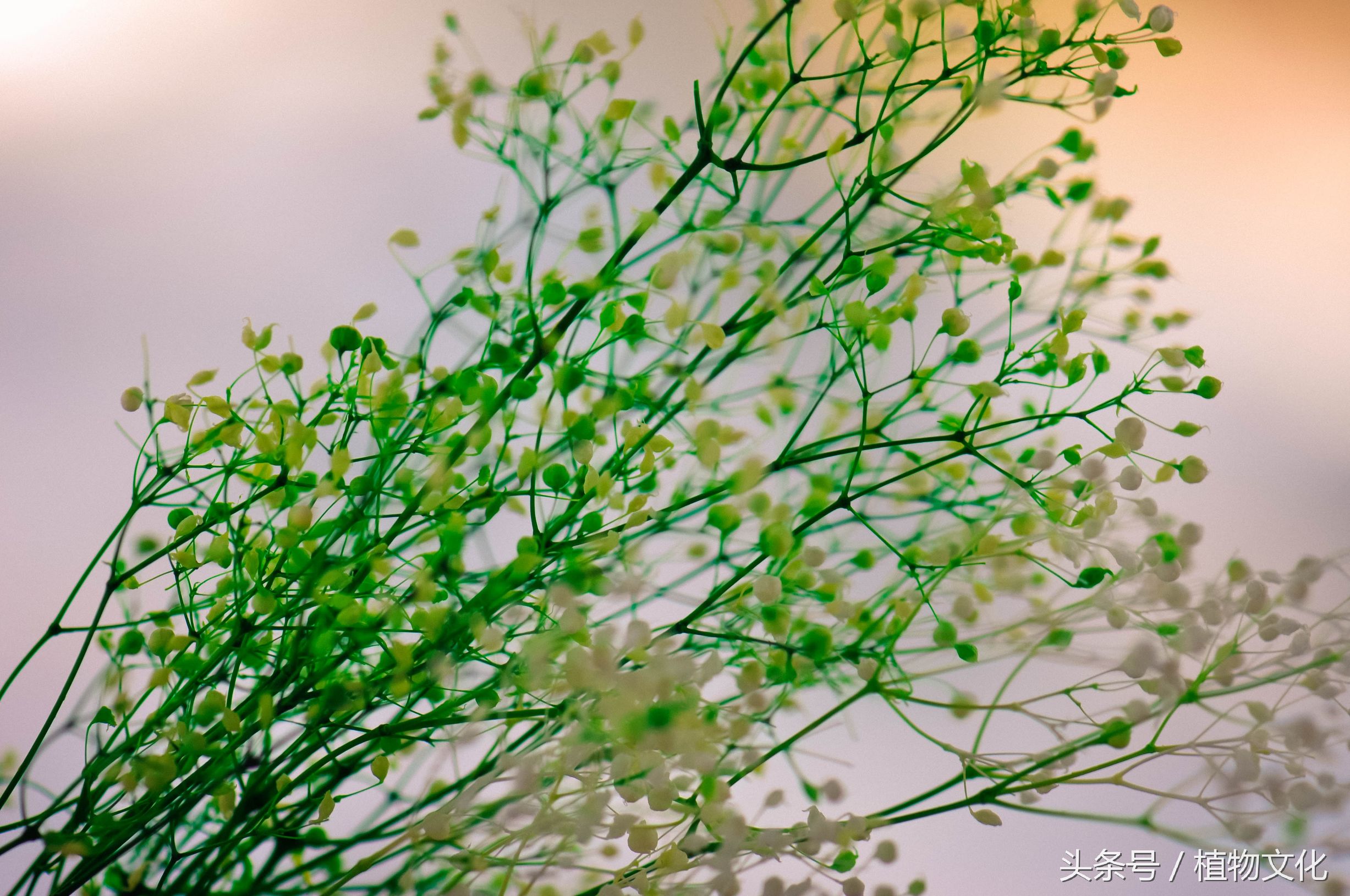 满天星的花语故事