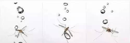 加油！向未来丨揭秘雨滴为什么砸不死蚊子？