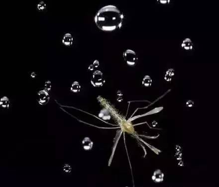 加油！向未来丨揭秘雨滴为什么砸不死蚊子？