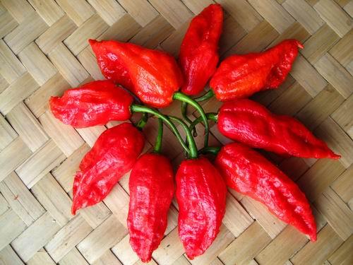 世界最辣辣椒：印度”魔鬼椒”，到底有多辣？