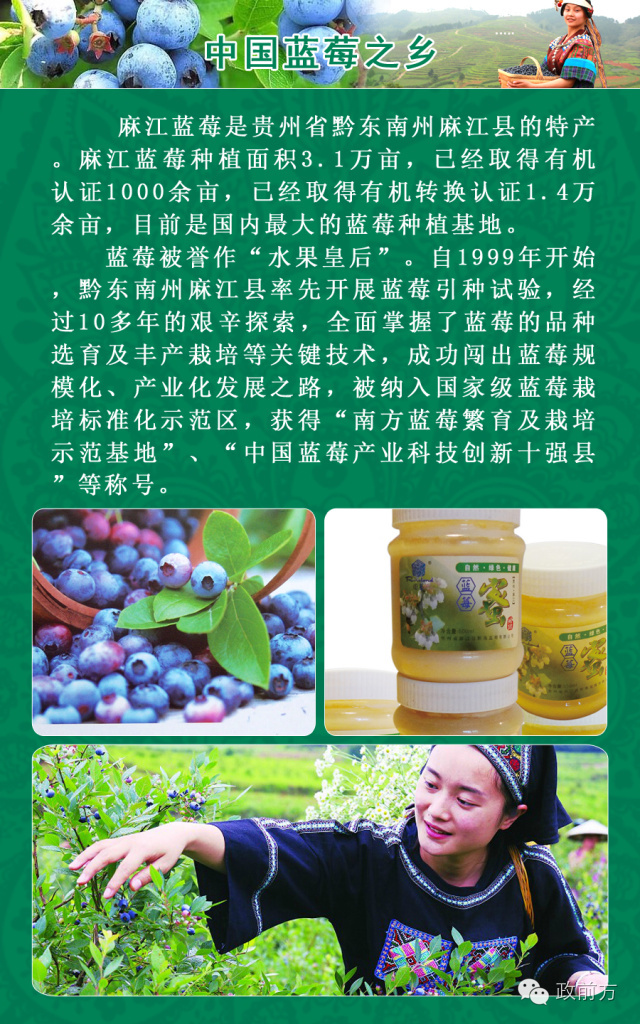 中国蓝莓之乡你，周末到文创园品尝正宗麻江蓝莓！（入园票这里领）