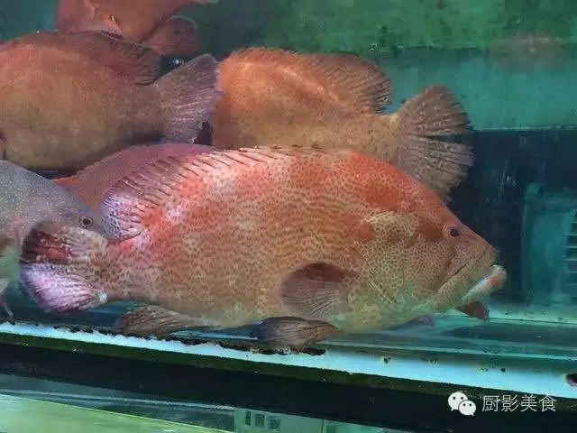 香港西贡海鲜市场,珍稀野生鱼类宝典! 食材宝典 第27张 香港西贡海鲜市场,珍稀野生鱼类宝典! 食材宝典 第27张