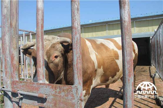 “金色的草原”谢尔塔拉三河牛[组图]