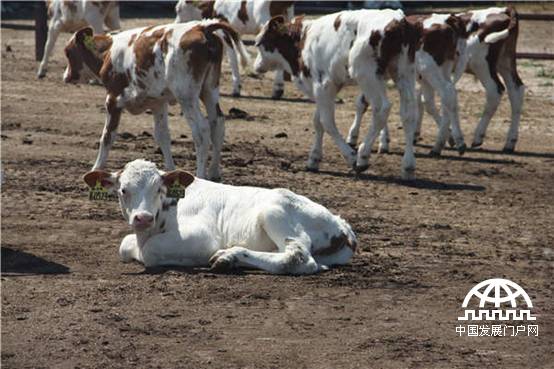 “金色的草原”谢尔塔拉三河牛[组图]