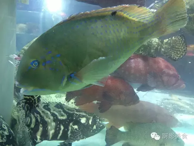 香港西贡海鲜市场,珍稀野生鱼类宝典! 食材宝典 第20张 香港西贡海鲜市场,珍稀野生鱼类宝典! 食材宝典 第20张