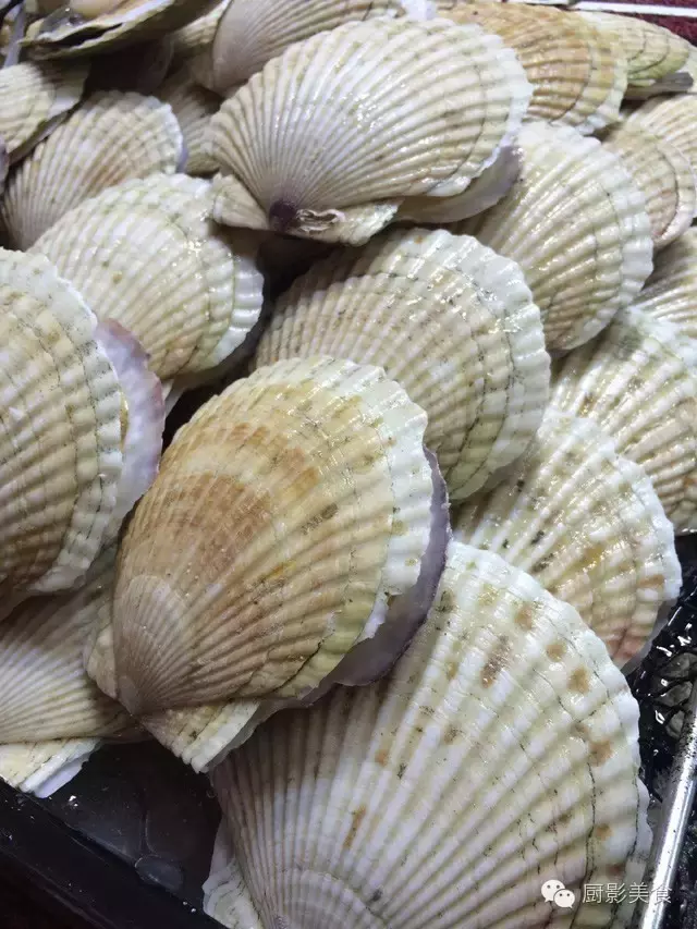 香港西贡海鲜市场,珍稀野生鱼类宝典! 食材宝典 第40张 香港西贡海鲜市场,珍稀野生鱼类宝典! 食材宝典 第40张