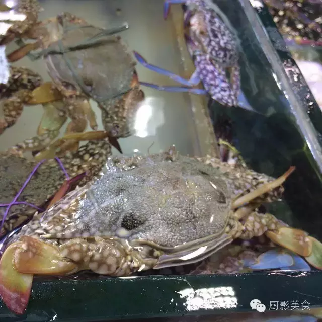 香港西贡海鲜市场,珍稀野生鱼类宝典! 食材宝典 第61张 香港西贡海鲜市场,珍稀野生鱼类宝典! 食材宝典 第61张