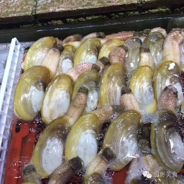 香港西贡海鲜市场,珍稀野生鱼类宝典! 食材宝典 第14张 香港西贡海鲜市场,珍稀野生鱼类宝典! 食材宝典 第14张