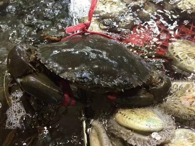 香港西贡海鲜市场,珍稀野生鱼类宝典! 食材宝典 第70张 香港西贡海鲜市场,珍稀野生鱼类宝典! 食材宝典 第70张