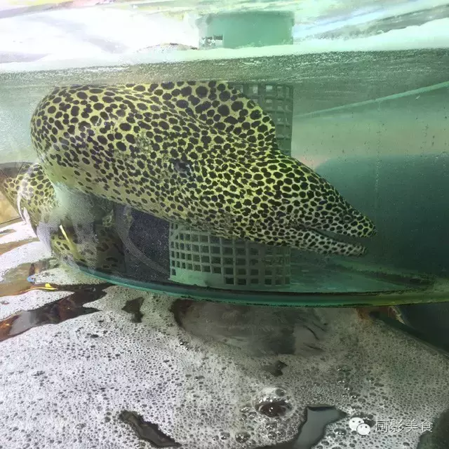 香港西贡海鲜市场,珍稀野生鱼类宝典! 食材宝典 第33张 香港西贡海鲜市场,珍稀野生鱼类宝典! 食材宝典 第33张